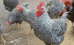 芦花鸡的养殖技巧