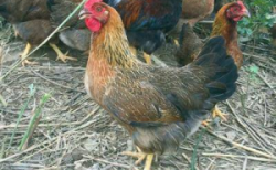 清远鸡怎么会这么香这么出名？！