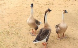 “狮头鹅”养殖攻略