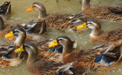 一只水鸭的完美归宿