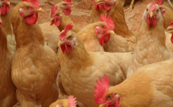 三黄鸡是什么鸡？三黄鸡是速成鸡吗？