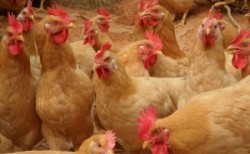 为防止优质家禽灭绝，他们的精液、胚胎、DNA被冷冻保存！