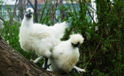 竹丝鸡这样烹饪，美味好吃又营养