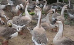 狮头鹅的养殖技术