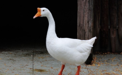 鹅呼吸道有痰是为什么？