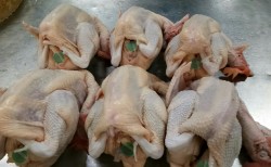 清远鸡，不是每一只鸡都叫清远鸡