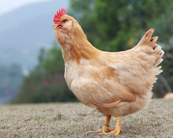 禽类屠宰,冷冻家禽,熟食生产,销售冰鲜-广东得宝食品有限公司-禽类